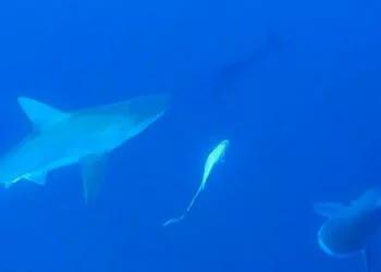 Akdeniz'deki köpek balığı popülasyonu yüzde 97 azaldı