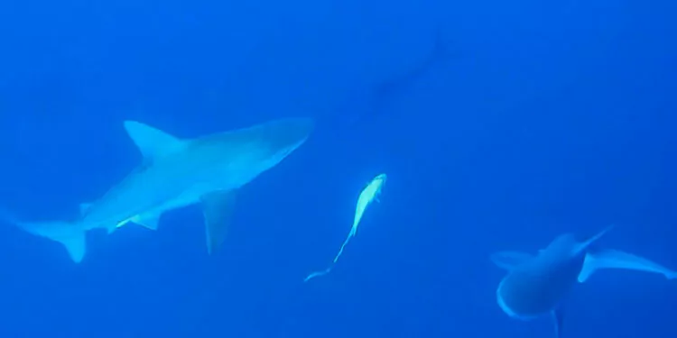 Akdeniz'deki köpek balığı popülasyonu yüzde 97 azaldı