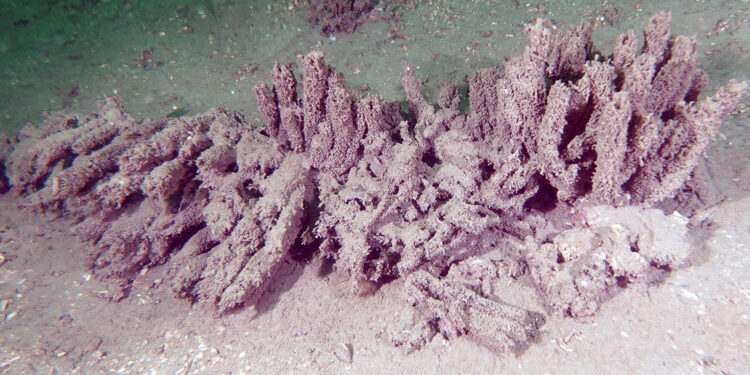 Alg çoğalmaları ekosistemin sinyal verdiğini gösteriyor