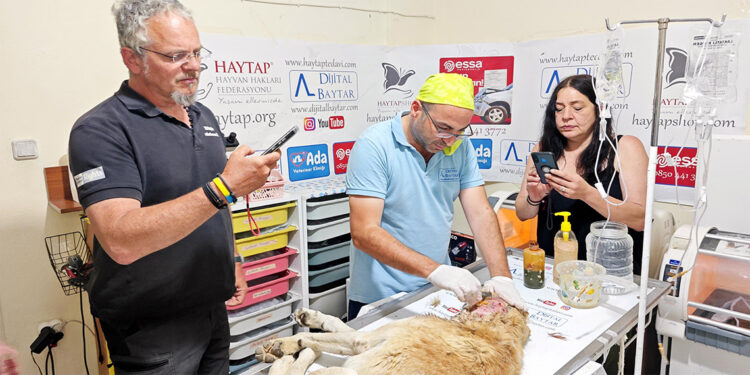Almanya’dan depremzede sokak hayvanları için geldiler