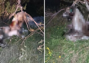 Ankara’da 17 köpek ağaca asılmış halde bulundu