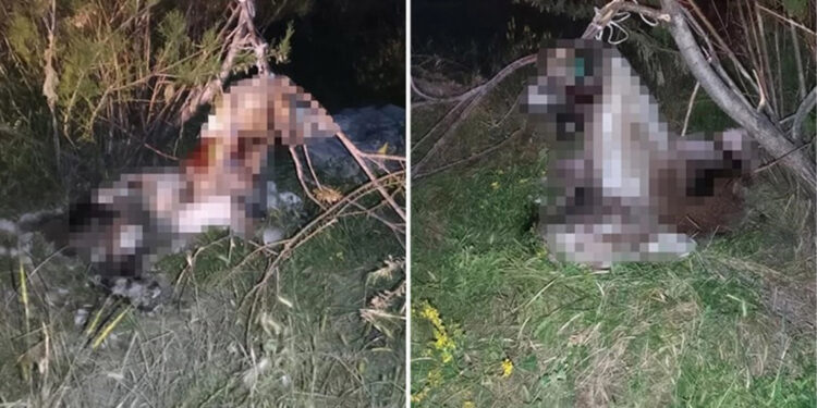 Ankara’da 17 köpek ağaca asılmış halde bulundu