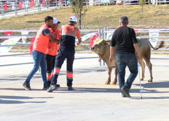 Ankara'da 'kurban yakalama timi' göreve hazır