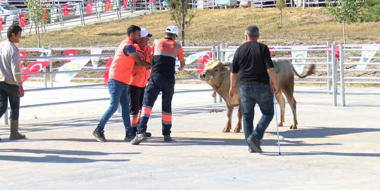 Ankara'da 'kurban yakalama timi' göreve hazır