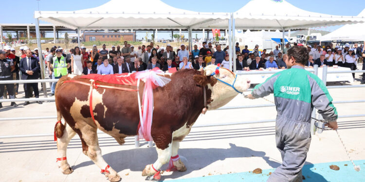 Ankara'da kurbanlıklar podyuma çıktı
