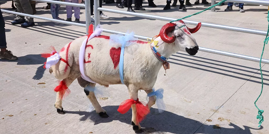 Ankarada kurbanliklar podyuma ciktis - öne çıkan - haberton