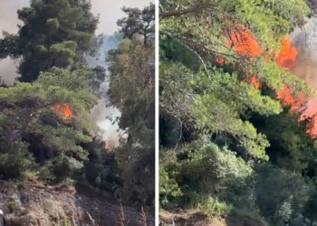 Antalya Aksu'da orman yangını