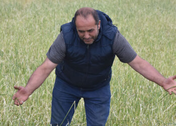 Artan yağışlar çiftçiye umut yerine 'kabus' oldu