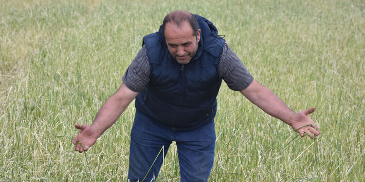 Artan yağışlar çiftçiye umut yerine 'kabus' oldu