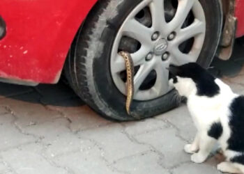 Avcılar'da yılan isyanı 