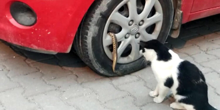 Avcılar'da yılan isyanı 