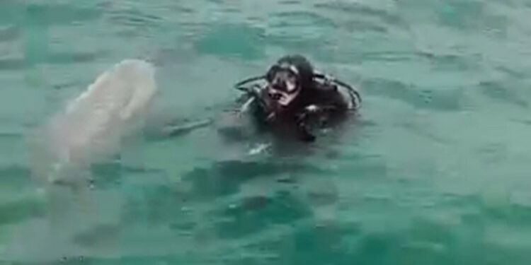 Balıkçı ağlarına takılan yunus kurtarıldı