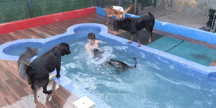 Bayram tatilinde evcil hayvan otellerinde yoğun mesai  