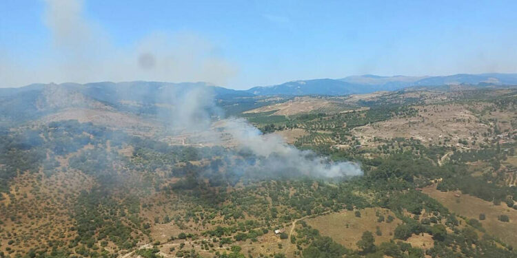 Bergama'da orman yangını