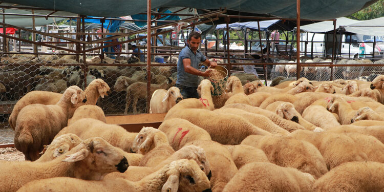 Besicilere bayram öncesi ‘21 gün karantina’ uyarısı
