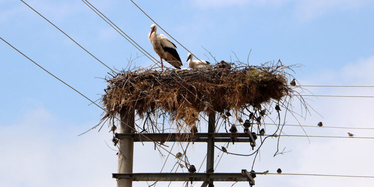 Beton elektrik direği, 15 yıldır leyleklerin yuvası