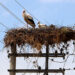 Beton elektrik direği, 15 yıldır leyleklerin yuvası