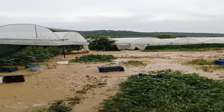 Bilecik'te sağanak; seralar su altında kaldı