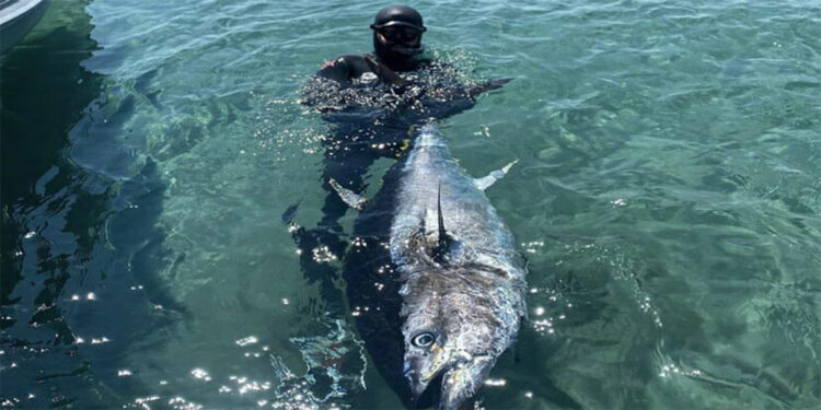 Çanakkale Boğazı'nda zıpkınla 110 kiloluk orkinos avladı