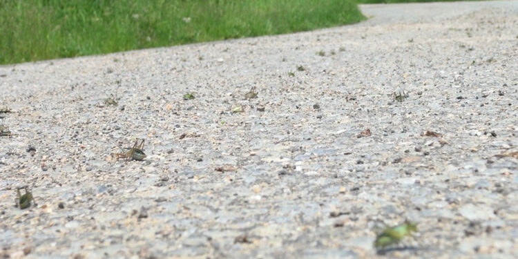 Çekirgeler, Çevrepınar köyünü istila etti