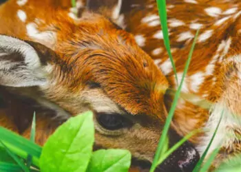 Dkmp'den, geyik ve karaca yavruları için uyarı