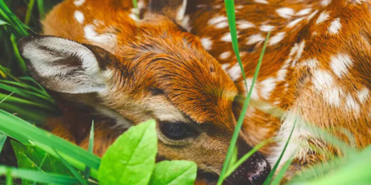 DKMP'den, geyik ve karaca yavruları için uyarı