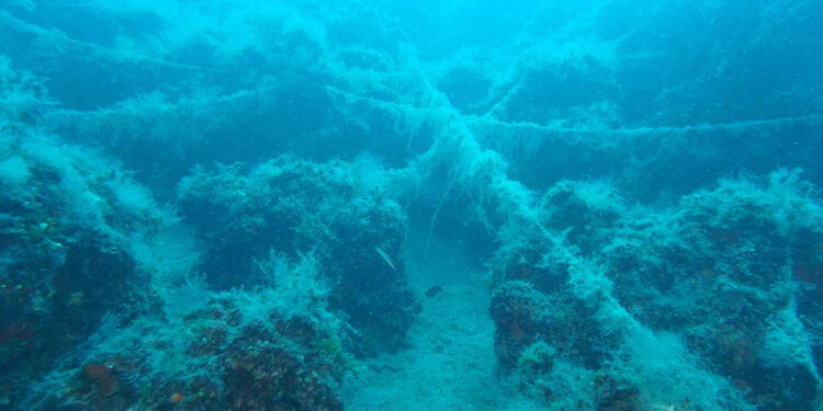 Doğal resiflerde 'paraketa misinası' tehlikesi