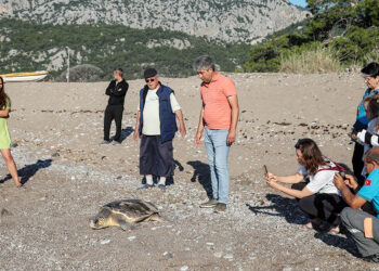 Deniz kaplumbağaları Çıralı Sahili'ne gelmeye devam ediyor