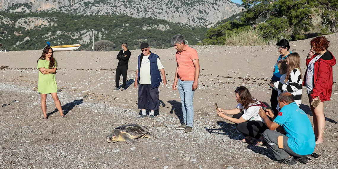 Deniz kaplumbagalari cirali sahiline gelmeye devam ediyors - yerel haberler - haberton