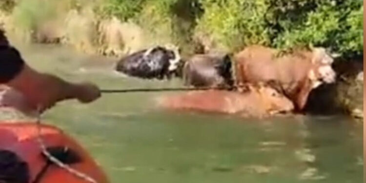 Derede mahsur kalan hayvanları itfaiye kurtardı