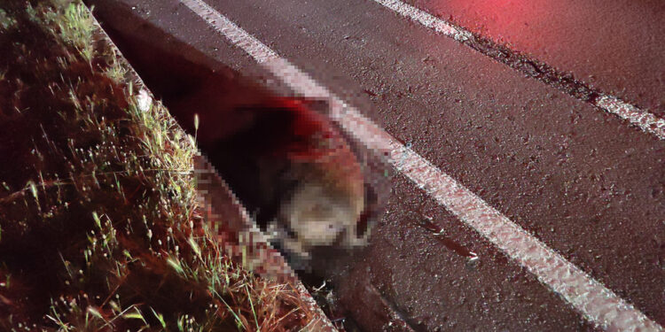 Domuz sürüsüne 4 otomobil çarptı; 8 domuz öldü