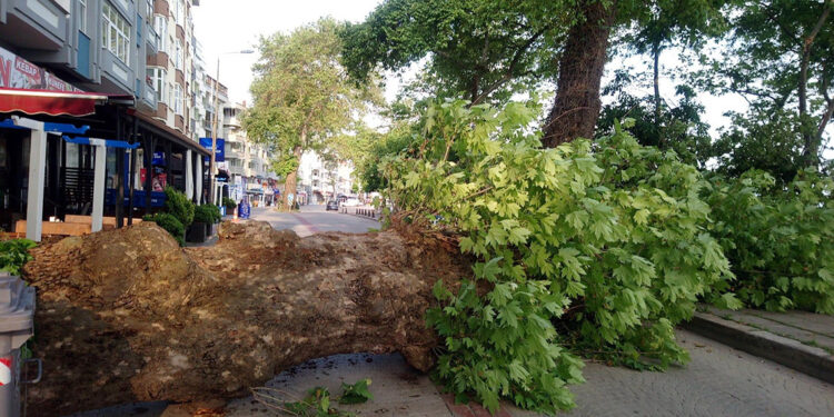 Düzce'de asırlık tescilli çınar, yola devrildi