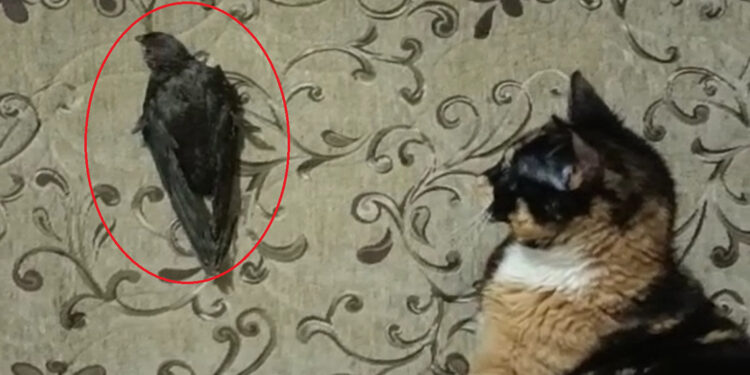 Ebabil ‘Cimcime’ ile kedi ‘Safiye’ aynı evde yaşıyor