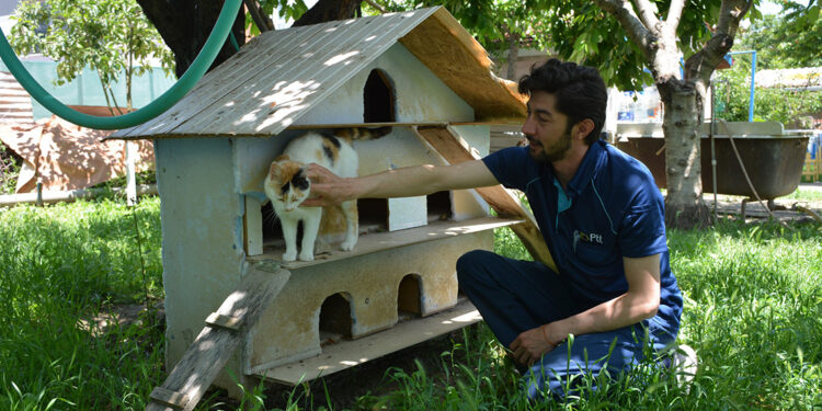 Evinin bahçesinde 37 kediye bakıyor