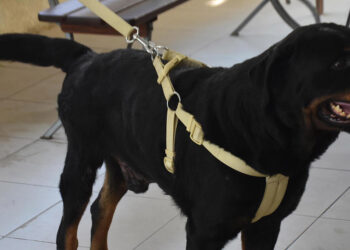 Felçli köpek Ateş'ten tedavi sonrası mucize adımlar