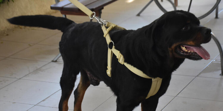 Felçli köpek Ateş'ten tedavi sonrası mucize adımlar