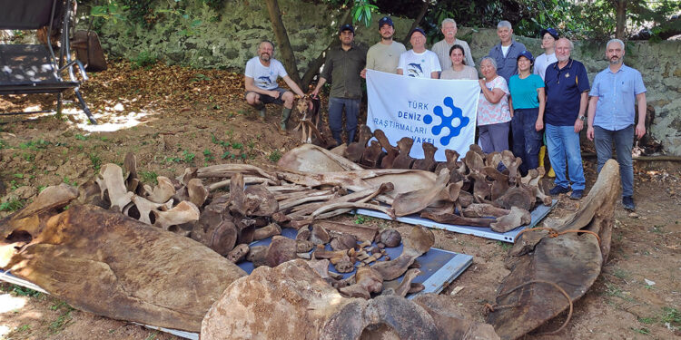 Gömülen balinanın kemikleri, bilimin hizmetinde