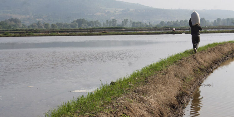 Gönen ve Manyas ovalarında çeltik ekimi başladı