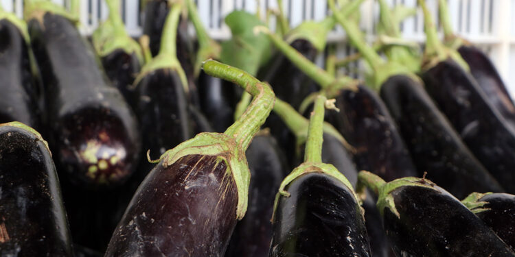 Halde kilosu 2 lira olan patlıcanın fiyatı markette 9 TL