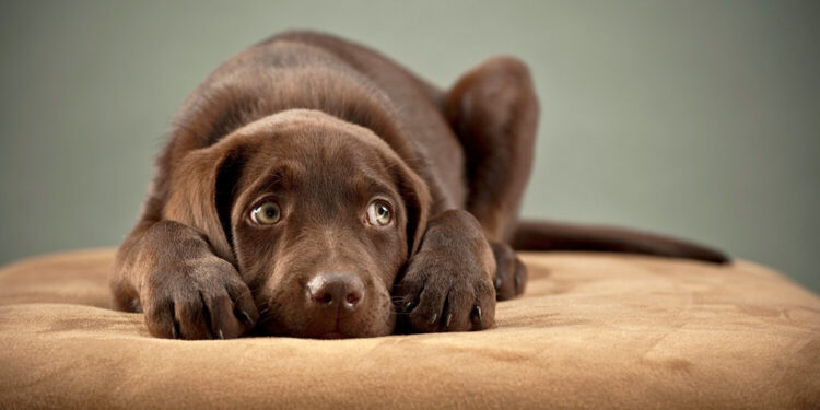 Hayvanlara yönelik eziyetler artıyor; Cezalar caydırıcı değil