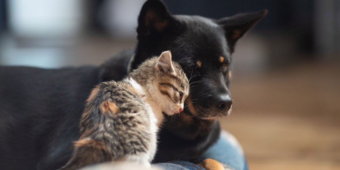 Hayvanlara yönelik eziyetler artıyor; Cezalar caydırıcı değil