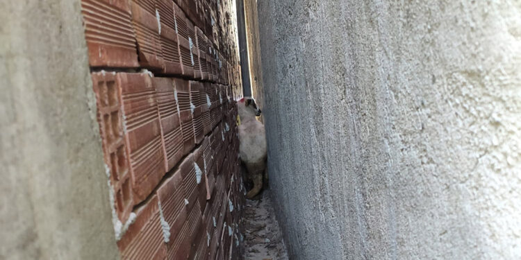 İki duvarın arasında sıkışan kurbanlık koyun kurtarıldı