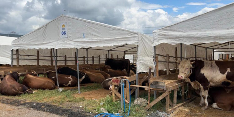 İlk kurbanlıklar Sultanbeyli'ye giriş yaptı