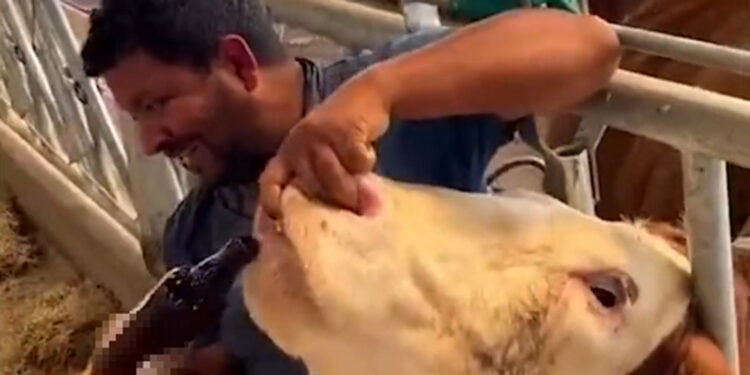 İneğe içki şişesinde sıvı içiren çiftlik çalışanına gözaltı