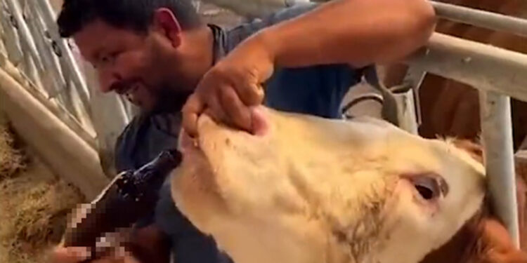 İneğe içki verdiği öne sürülen çalışan tepki çekti