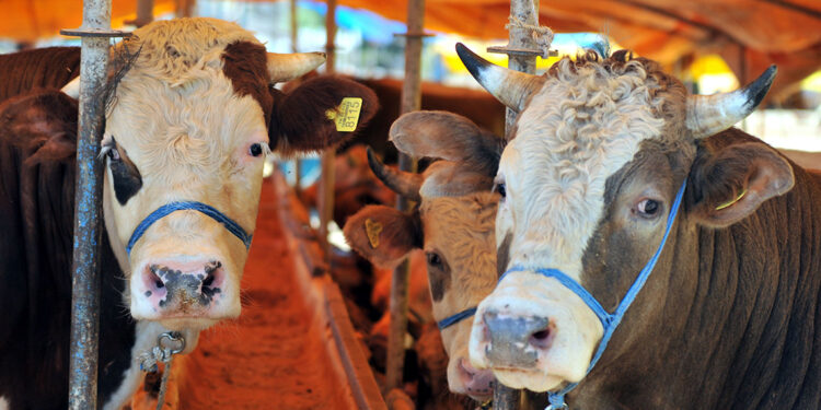 İnternet ortamındaki kurbanlık ilanlarına dikkat