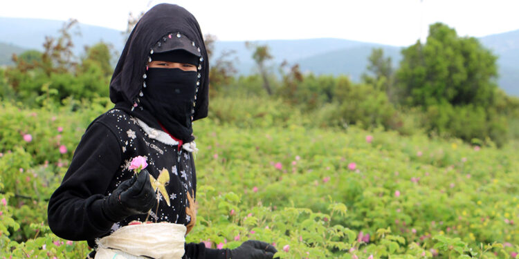 Isparta yağışlar gülün yağ kalitesini artırdı