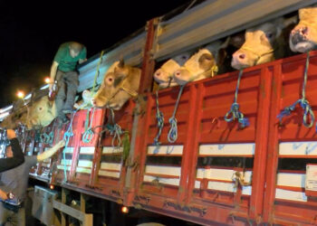 İstanbul'a kurbanlık hayvan girişleri başladı