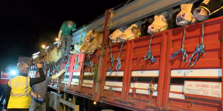 İstanbul'a kurbanlık hayvan girişleri başladı