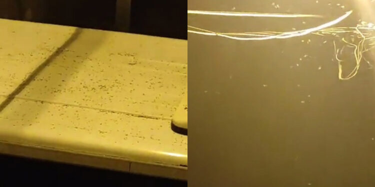 İstanbul'da sivrisinek tedirginliği 